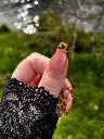 Karen Pouce.webp