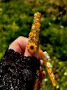 HoneyLove2 Pouce.webp