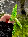 Granny Smith Pouce.webp